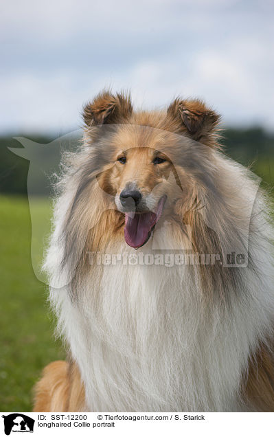 longhaired Collie portrait / SST-12200