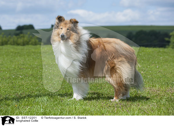 longhaired Collie / SST-12201