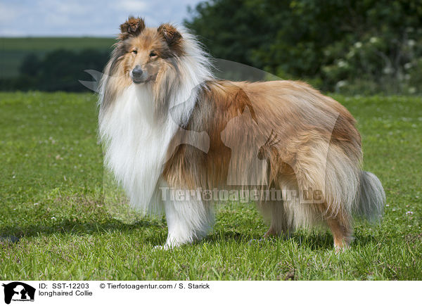 longhaired Collie / SST-12203