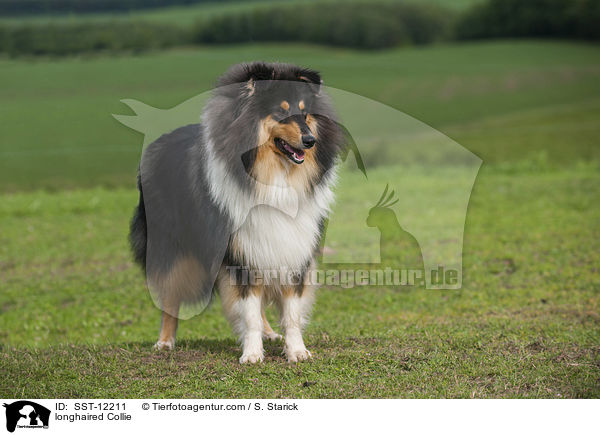 longhaired Collie / SST-12211