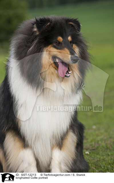 longhaired Collie portrait / SST-12213