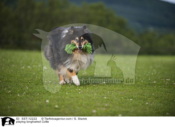 playing longhaired Collie / SST-12222