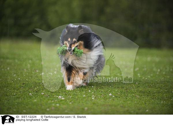 playing longhaired Collie / SST-12224