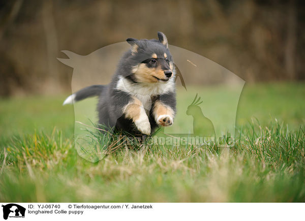 longhaired Collie puppy / YJ-06740