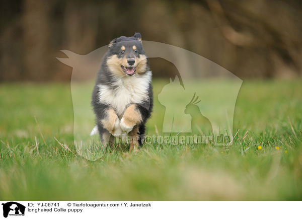 longhaired Collie puppy / YJ-06741