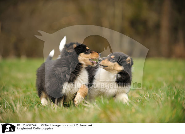 longhaired Collie puppies / YJ-06744