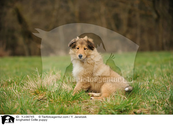 longhaired Collie puppy / YJ-06745