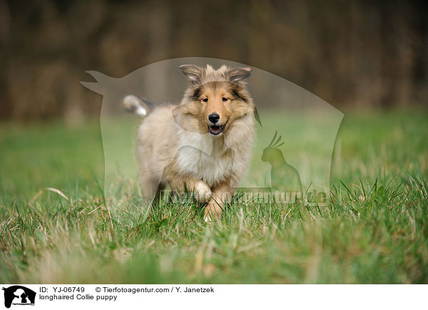 longhaired Collie puppy / YJ-06749