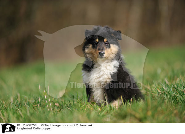 longhaired Collie puppy / YJ-06750