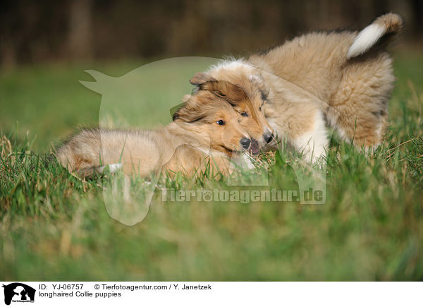longhaired Collie puppies / YJ-06757
