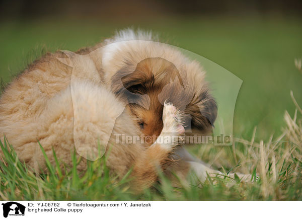 longhaired Collie puppy / YJ-06762