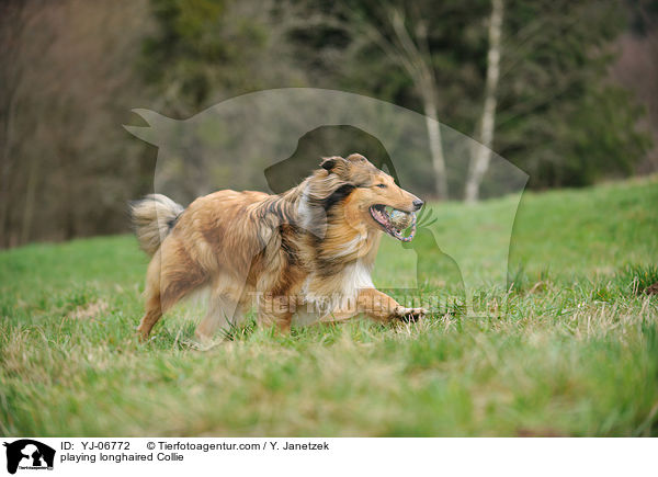 playing longhaired Collie / YJ-06772