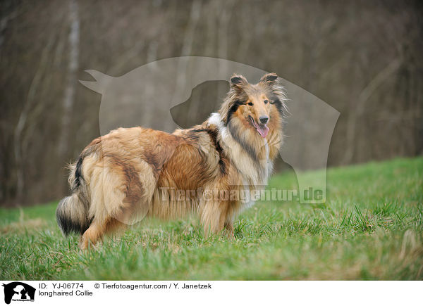 longhaired Collie / YJ-06774