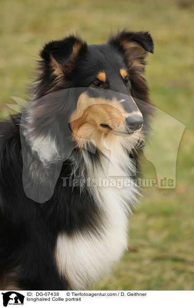longhaired Collie portrait / DG-07438