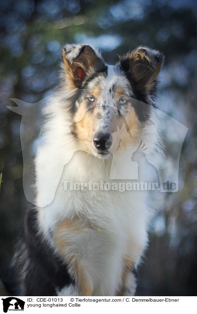 young longhaired Collie / CDE-01013
