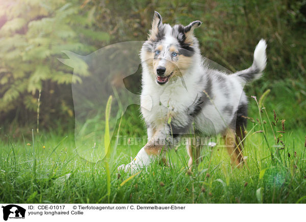 young longhaired Collie / CDE-01017