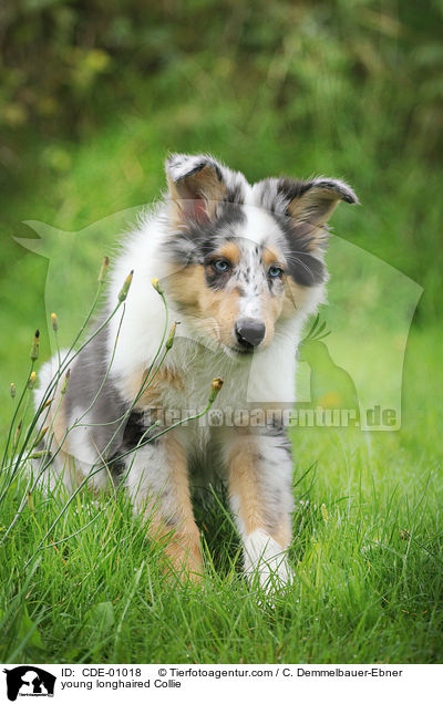 young longhaired Collie / CDE-01018