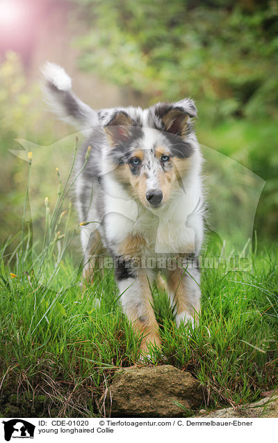 young longhaired Collie / CDE-01020