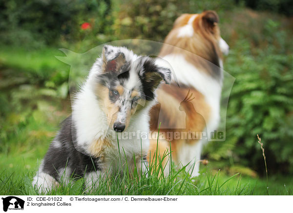 2 longhaired Collies / CDE-01022