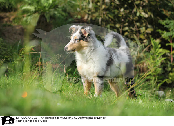 young longhaired Collie / CDE-01032