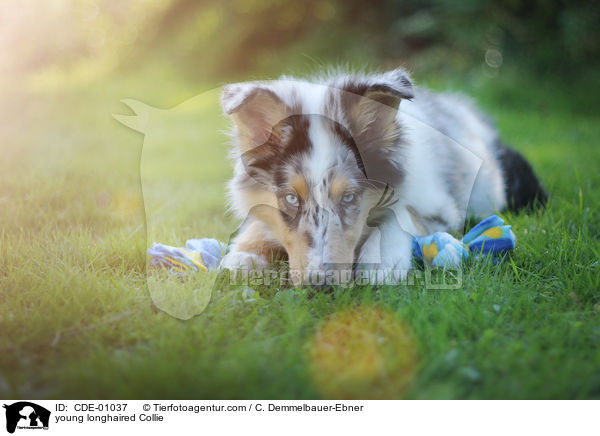 young longhaired Collie / CDE-01037