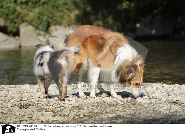 2 longhaired Collies / CDE-01048