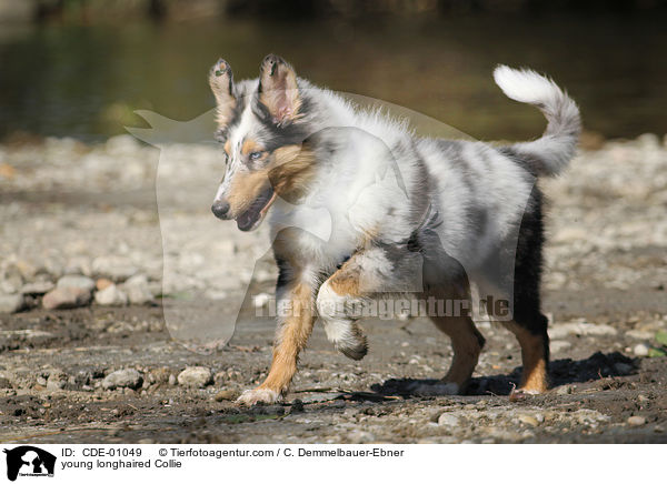 young longhaired Collie / CDE-01049