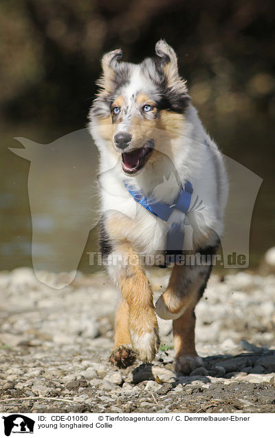 young longhaired Collie / CDE-01050