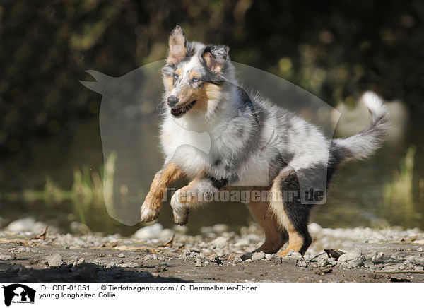 young longhaired Collie / CDE-01051