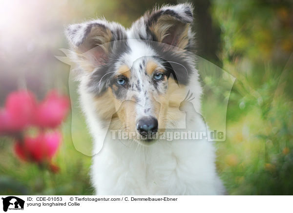 young longhaired Collie / CDE-01053