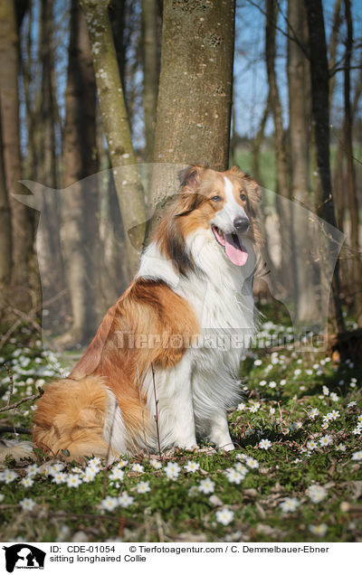 sitting longhaired Collie / CDE-01054