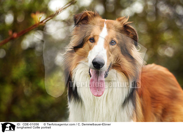 longhaired Collie portrait / CDE-01056