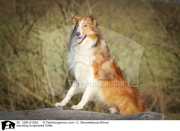 standing longhaired Collie / CDE-01062