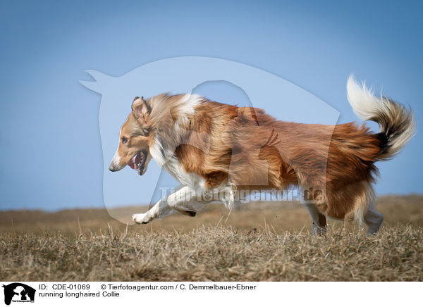 running longhaired Collie / CDE-01069