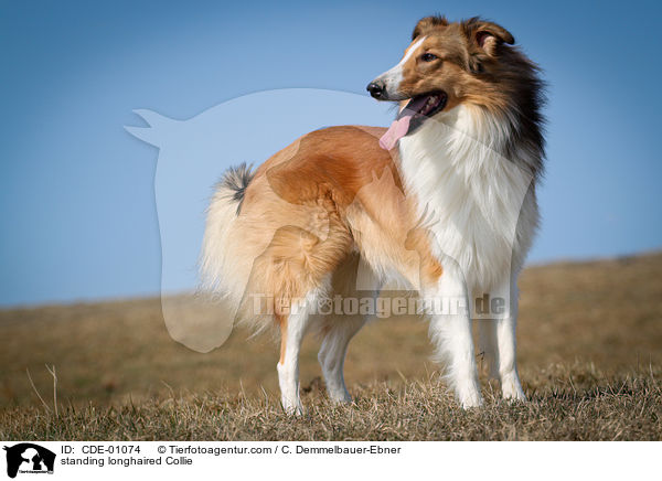standing longhaired Collie / CDE-01074
