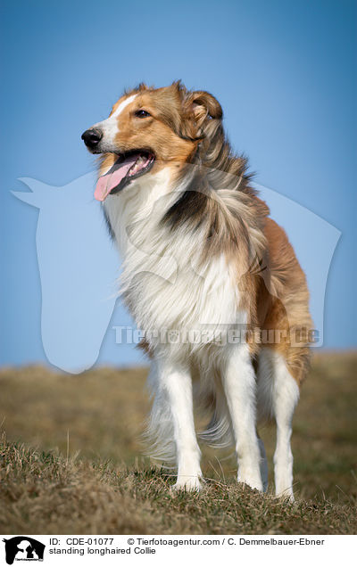 standing longhaired Collie / CDE-01077