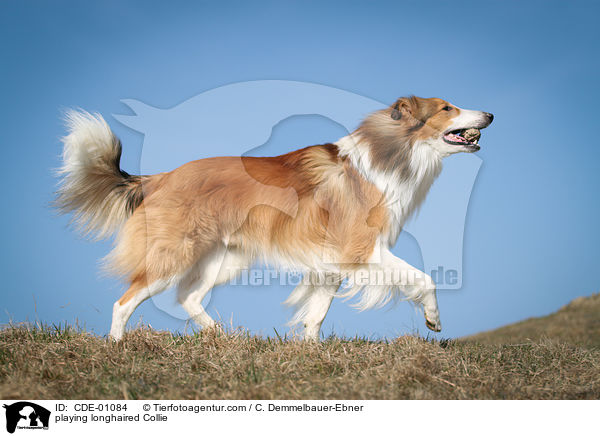 playing longhaired Collie / CDE-01084