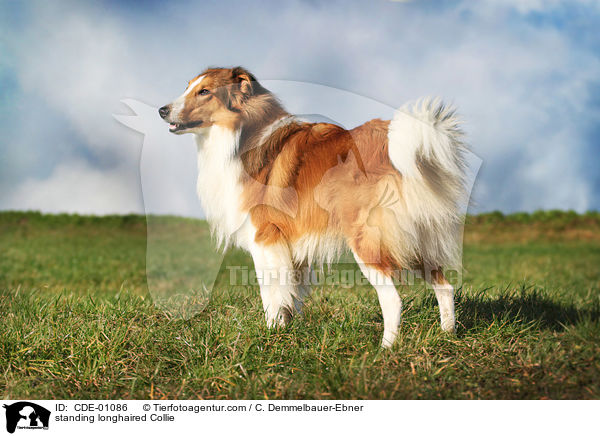 standing longhaired Collie / CDE-01086