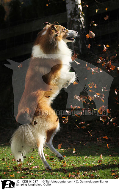 jumping longhaired Collie / CDE-01087