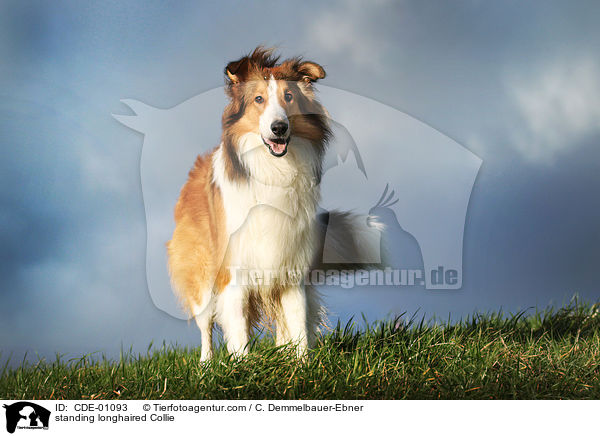 stehender Langhaarcollie / standing longhaired Collie / CDE-01093