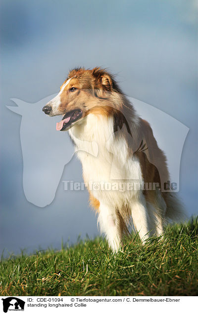 standing longhaired Collie / CDE-01094