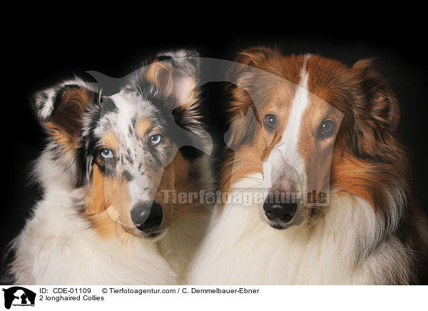 2 longhaired Collies / CDE-01109
