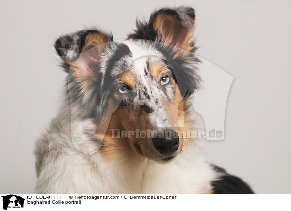 longhaired Collie portrait / CDE-01111