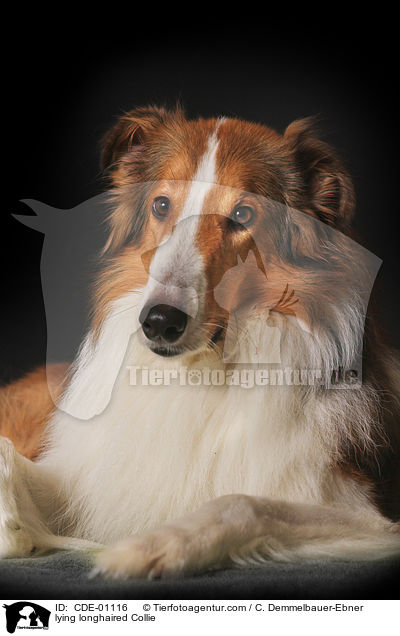 lying longhaired Collie / CDE-01116