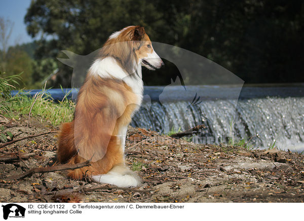 sitting longhaired Collie / CDE-01122