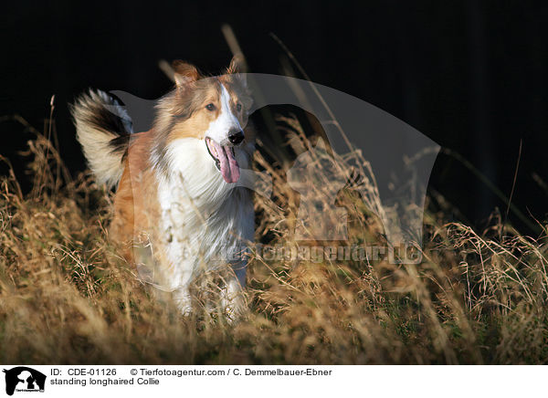 standing longhaired Collie / CDE-01126