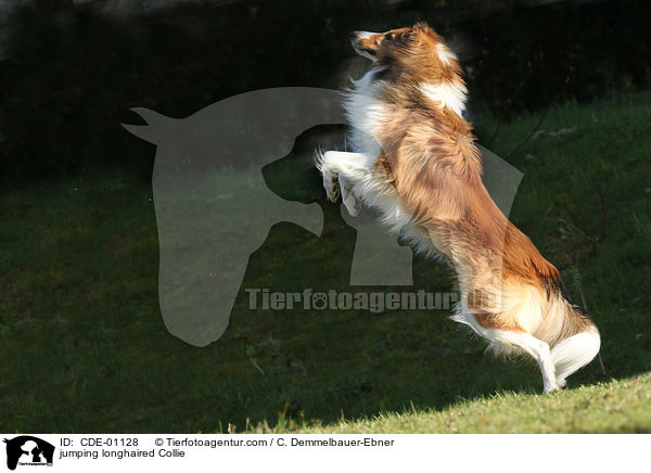 jumping longhaired Collie / CDE-01128