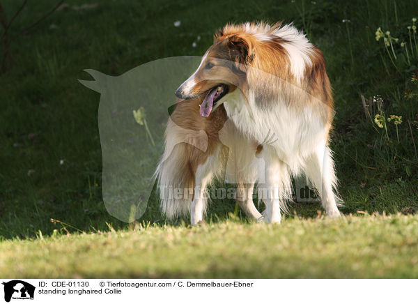 standing longhaired Collie / CDE-01130