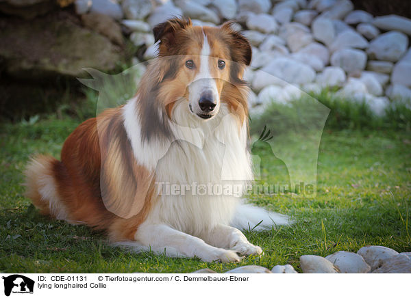 lying longhaired Collie / CDE-01131