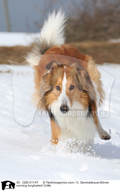 running longhaired Collie / CDE-01147